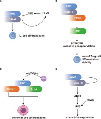 The roles of AIM2 in neurodegenerative diseases: insights and therapeutic implications